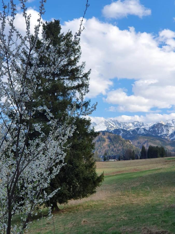 Api IV Zakopane B&B 외부 사진
